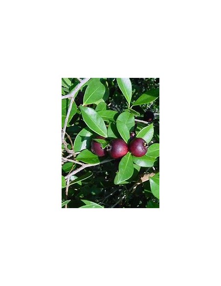 Guayaba morada de la selva - Araca (Psidium eugeniaefolia)- 1 Arbolito en Venta en Mexico - Vivero por internet