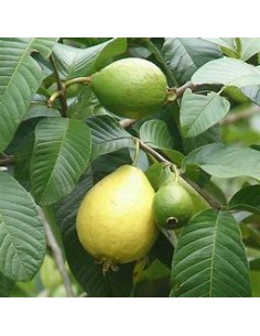 Guayaba brasileña (Psidium...