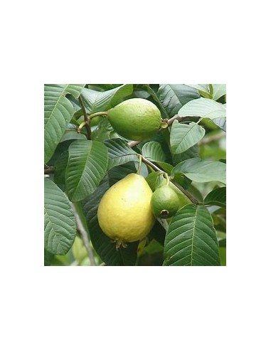 Brazilian Guava (Psidium angulatum) - 1 Sapling for Sale in Mexico - Nursery online