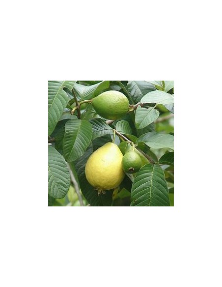 Brazilian Guava (Psidium angulatum) - 1 Sapling for Sale in Mexico - Nursery online