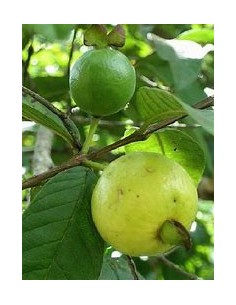 Guayaba brasileña (Psidium... 2
