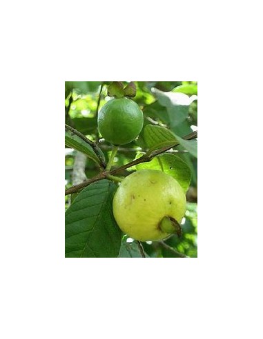 Guayaba brasileña (Psidium angulatum) - 1...