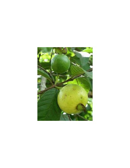Brazilian Guava (Psidium angulatum) - 1 Sapling for Sale in Mexico - Nursery online