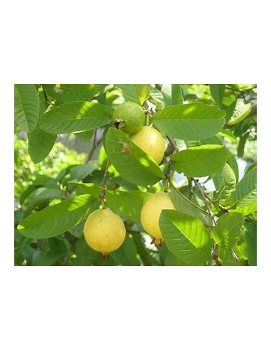 Brazilian Guava (Psidium angulatum) - 1 Sapling...