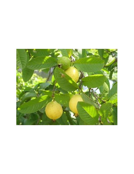 Guayaba brasileña (Psidium angulatum) - 1 Arbolito en Venta en Mexico - Vivero por internet