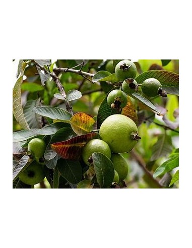 Brazilian Guava (Psidium angulatum) - 1 Sapling...