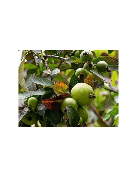 Brazilian Guava (Psidium angulatum) - 1 Sapling for Sale in Mexico - Nursery online