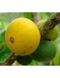 Jaboticaba cabelluda...