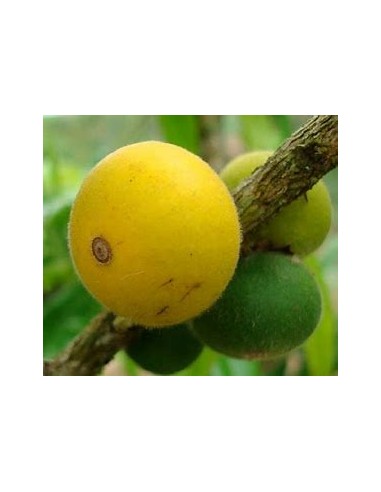 Jaboticaba cabelluda cabelluda yellow (Myrciaria glazioviana) Glomerata - 1 Tree for Sale in Mexico - Online Nursery