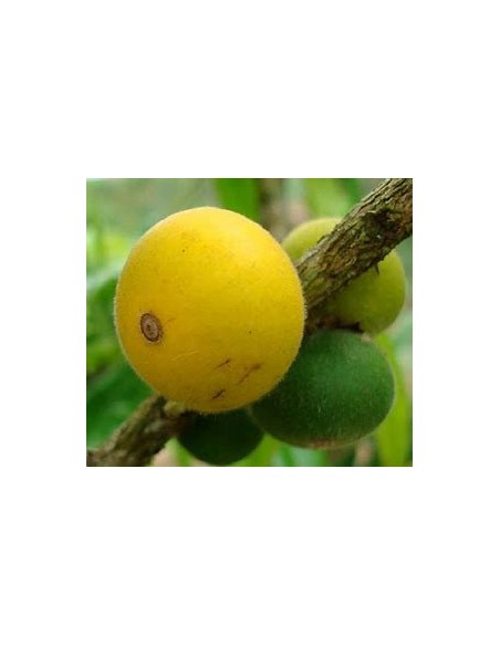 Jaboticaba cabelluda amarilla (Myrciaria glazioviana) Glomerata - 1 Arbolito en Venta en Mexico - Vivero por internet