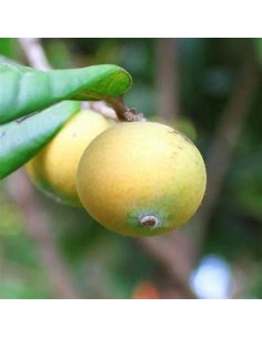 Jaboticaba cabelluda... 2