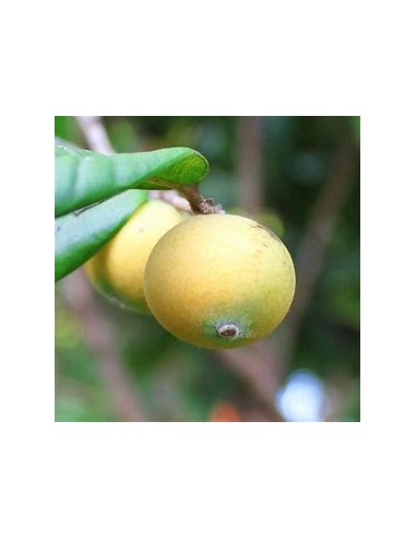 Jaboticaba cabelluda amarilla (Myrciaria...