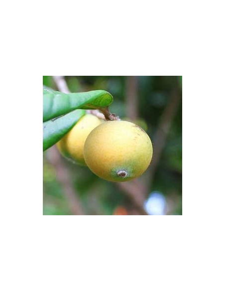 Jaboticaba cabelluda amarilla (Myrciaria glazioviana) Glomerata - 1 Arbolito en Venta en Mexico - Vivero por internet