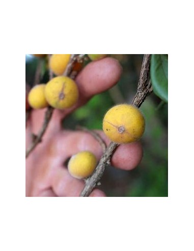 Jaboticaba cabelluda amarilla (Myrciaria...