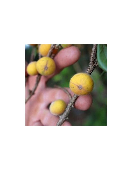 Jaboticaba cabelluda amarilla (Myrciaria glazioviana) Glomerata - 1 Arbolito en Venta en Mexico - Vivero por internet