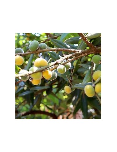 Jaboticaba cabelluda amarilla (Myrciaria...