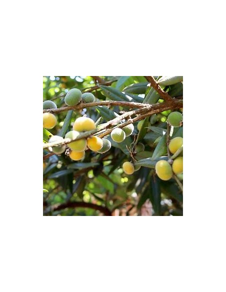 Jaboticaba cabelluda cabelluda yellow (Myrciaria glazioviana) Glomerata - 1 Tree for Sale in Mexico - Online Nursery