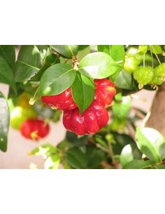 Spicy pitanga (Eugenia...