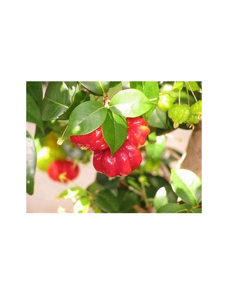 Spicy pitanga (Eugenia uniflora) - 1 Arbolito en Venta en Mexico - Vivero por internet