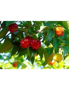 Spicy pitanga (Eugenia... 2