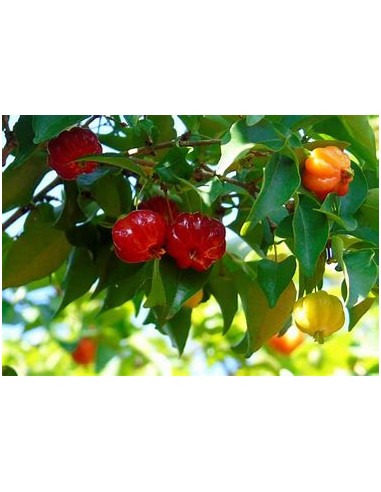 Spicy pitanga (Eugenia uniflora) - 1 Arbolito...