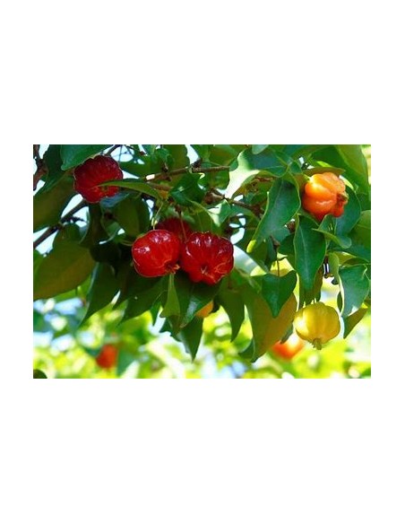 Spicy pitanga (Eugenia uniflora) - 1 Arbolito en Venta en Mexico - Vivero por internet