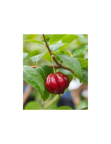Spicy pitanga (Eugenia uniflora) - 1 Arbolito...