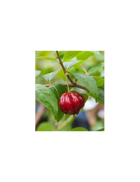 Spicy pitanga (Eugenia uniflora) - 1 Arbolito en Venta en Mexico - Vivero por internet