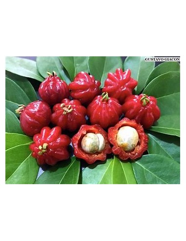 Spicy pitanga (Eugenia uniflora) - 1 Arbolito...