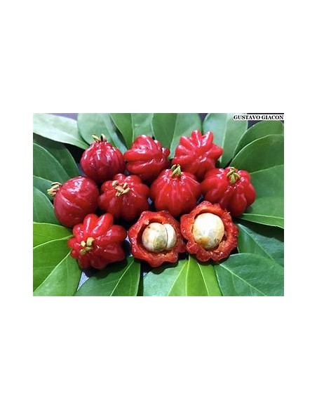 Spicy pitanga (Eugenia uniflora) - 1 Arbolito en Venta en Mexico - Vivero por internet