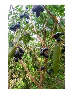 Plum of java (Syzygium...