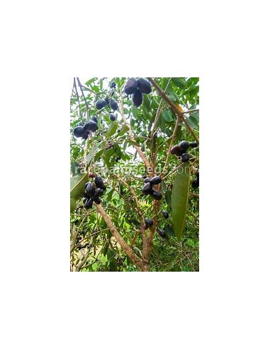 Ciruela de java (Syzygium cumini) - 1 Arbolito en Venta en Mexico - Vivero por internet