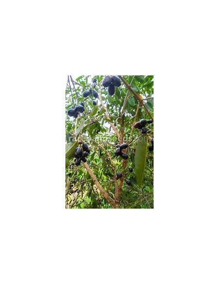 Ciruela de java (Syzygium cumini) - 1 Arbolito en Venta en Mexico - Vivero por internet