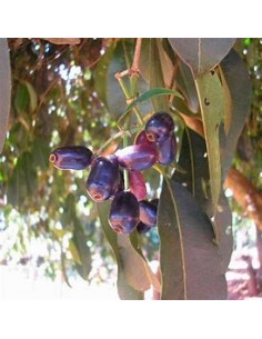 Plum of java (Syzygium... 2