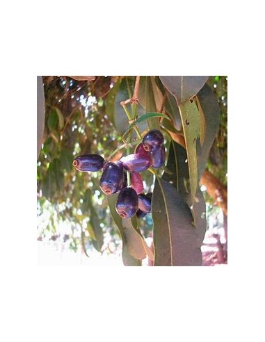 Ciruela de java (Syzygium cumini) - 1 Arbolito...
