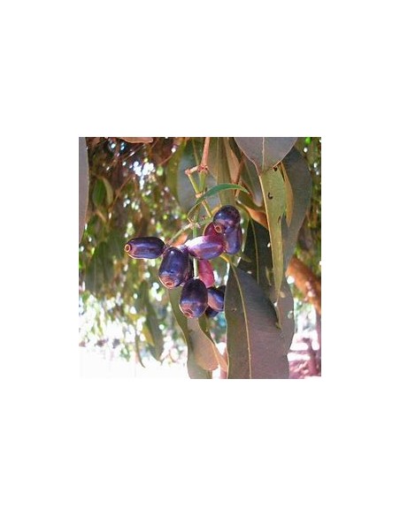 Ciruela de java (Syzygium cumini) - 1 Arbolito en Venta en Mexico - Vivero por internet
