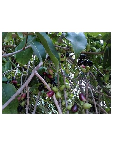 Plum of java (Syzygium cumini) - 1 Sapling for...