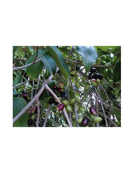 Ciruela de java (Syzygium cumini) - 1 Arbolito en Venta en Mexico - Vivero por internet