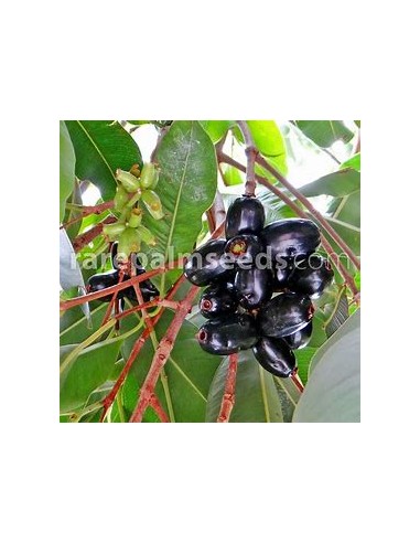 Plum of java (Syzygium cumini) - 1 Sapling for...