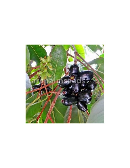 Ciruela de java (Syzygium cumini) - 1 Arbolito en Venta en Mexico - Vivero por internet
