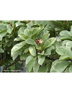 Plumeria rubra variegata -...