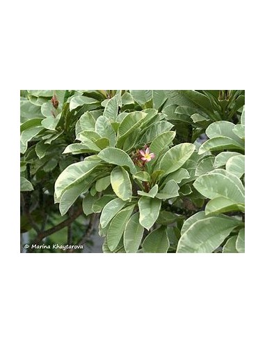 1 Arbol de Plumeria ''Variegada'' Variegata rubra -  1 Arbolito en Venta en Mexico - Vivero por internet