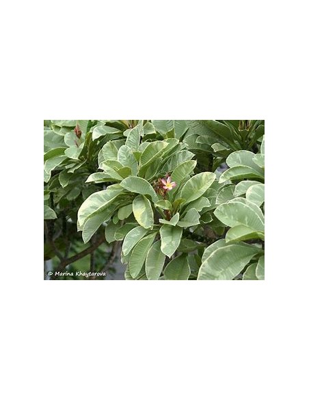 1 Arbol de Plumeria ''Variegada'' Variegata rubra -  1 Arbolito en Venta en Mexico - Vivero por internet