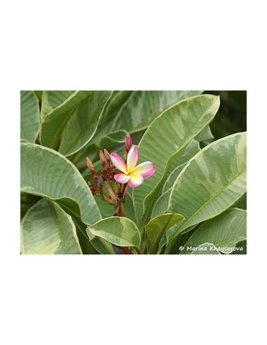 1 Arbol de Plumeria ''Variegada'' Variegata...