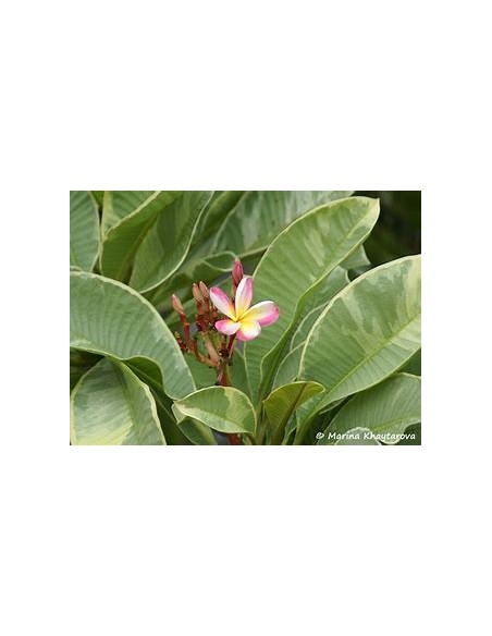 1 Arbol de Plumeria ''Variegada'' Variegata rubra -  1 Arbolito en Venta en Mexico - Vivero por internet