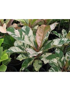 Plumeria rubra variegata -... 2