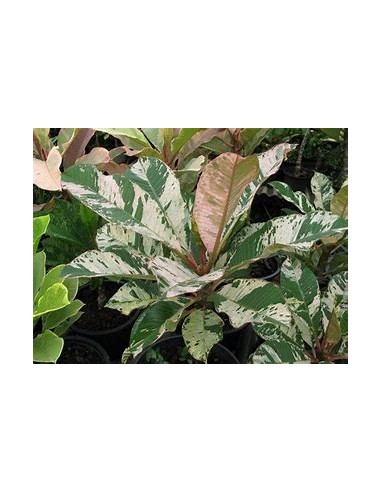 1 Arbol de Plumeria ''Variegada'' Variegata...