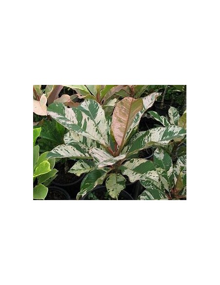Plumeria rubra variegata - 1 Sapling for Sale in Mexico - Online Nursery
