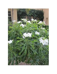 ramo de novia (Plumeria...