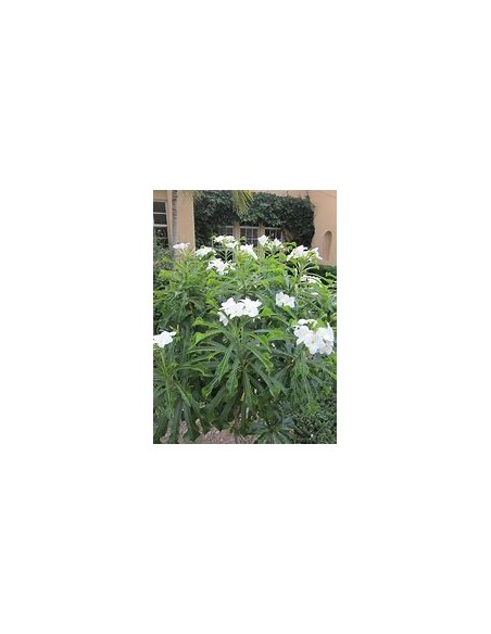 ramo de novia (Plumeria pudica) -  1 Arbolito en Venta en Mexico - Vivero por internet